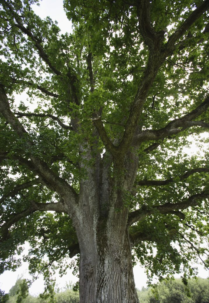 low-angle-view-of-oak-tree-oak-of-mozart-seeon-a-2026-01-11-09-53-24-utc