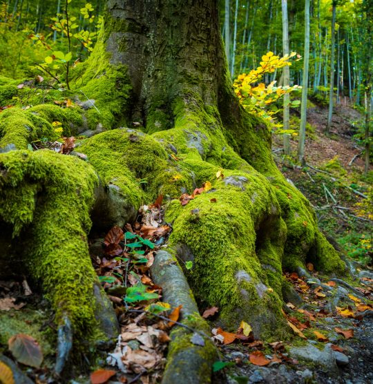 Beautiful tree in the forest